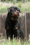 ROTTWEILER 238